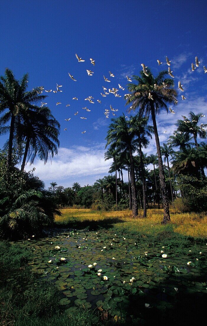 Palm Trees And Birds And Pond In Jungle
