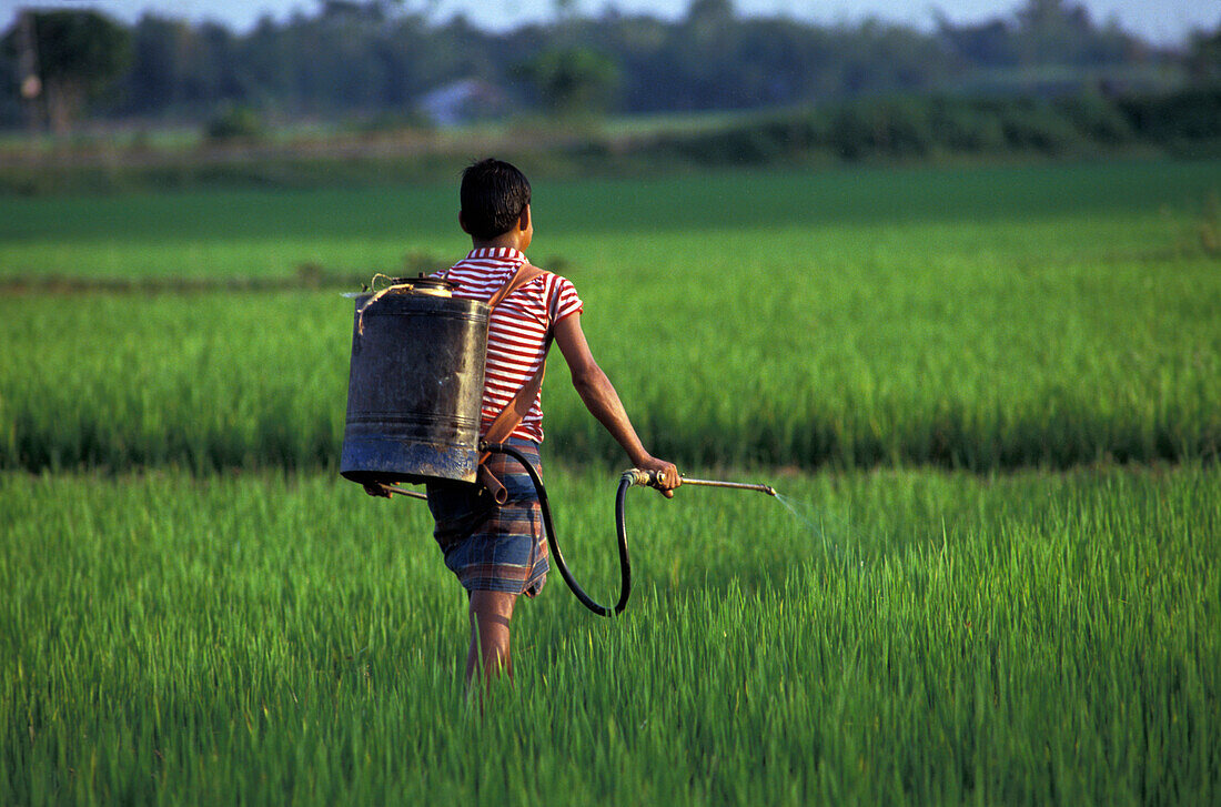 Sprühen von Insektiziden auf Reisfeldern; Bangladesch
