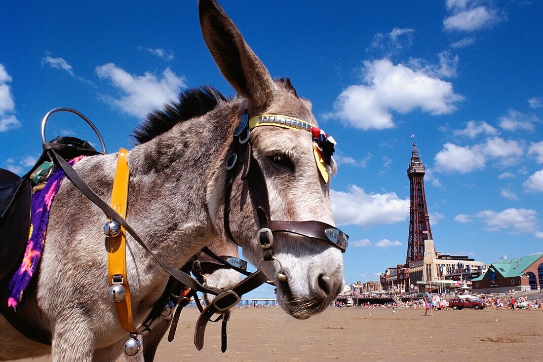 Esel vor dem Blackpool Tower