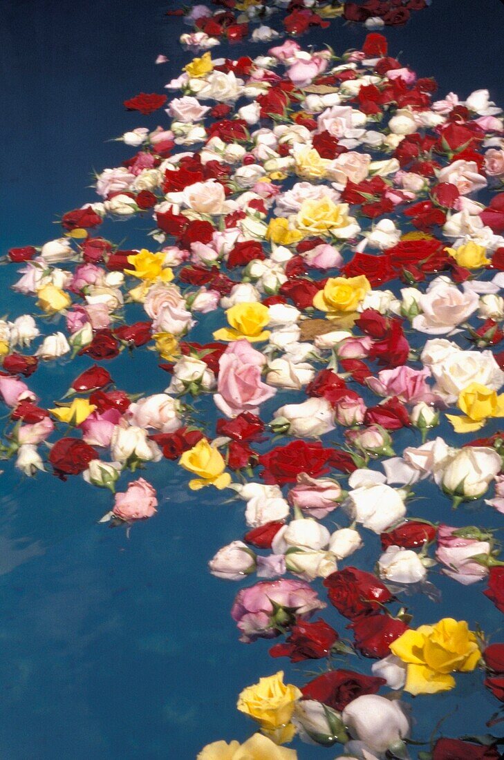 Blumen schwimmen im Wasser während der Semana Santa