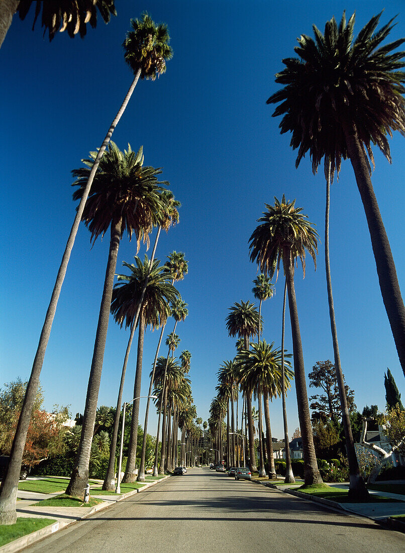 Blick auf eine von Palmen gesäumte Straße