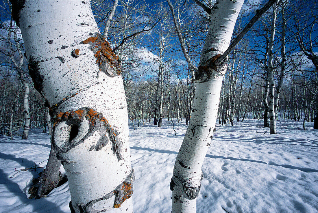 Aspen Trees In Snow