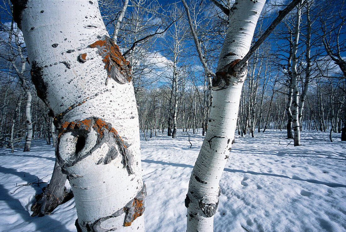 Aspen Trees In Snow – License image – 13790842 lookphotos