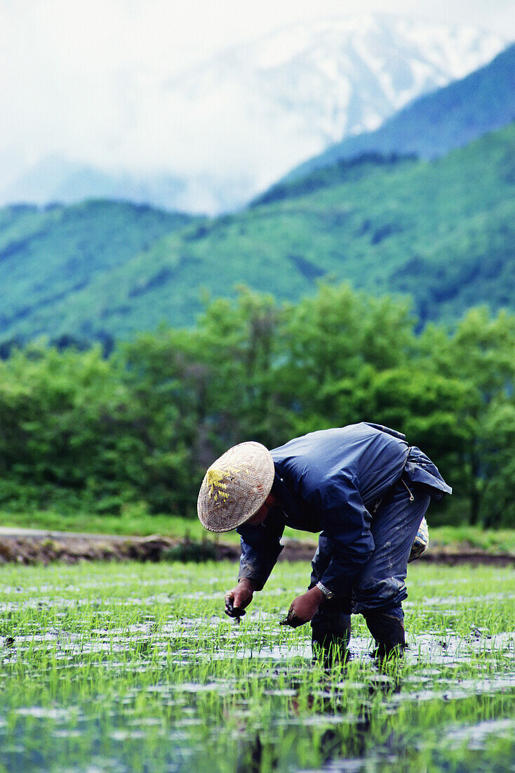 Farmer In Traditional Hat Planting Rice