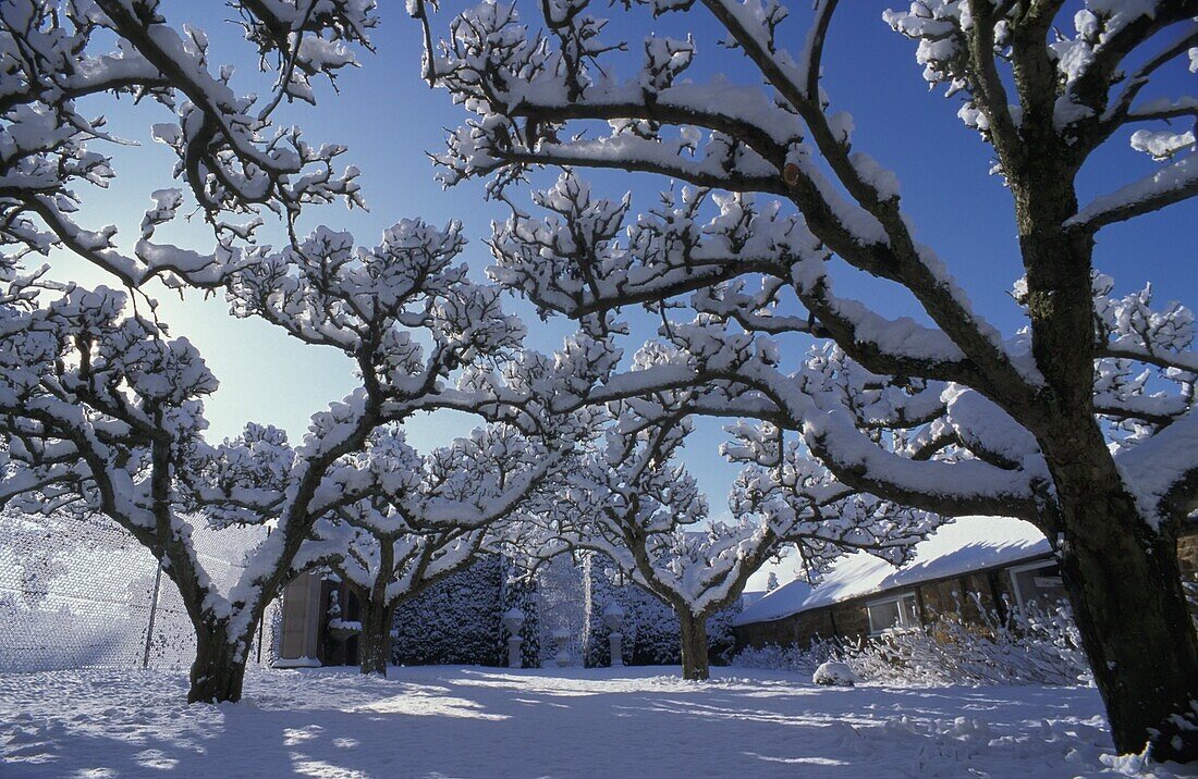 Trees Covered In Snow In A Yard