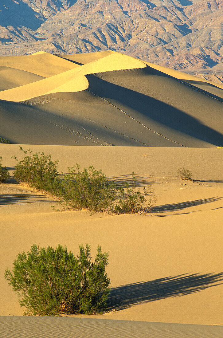 Mesquite-Dünen und Büsche im Death Valley