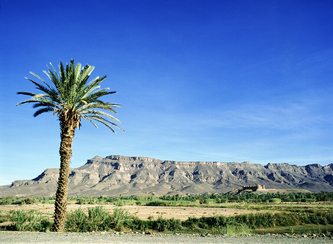 Palme und Berge im Draa-Tal