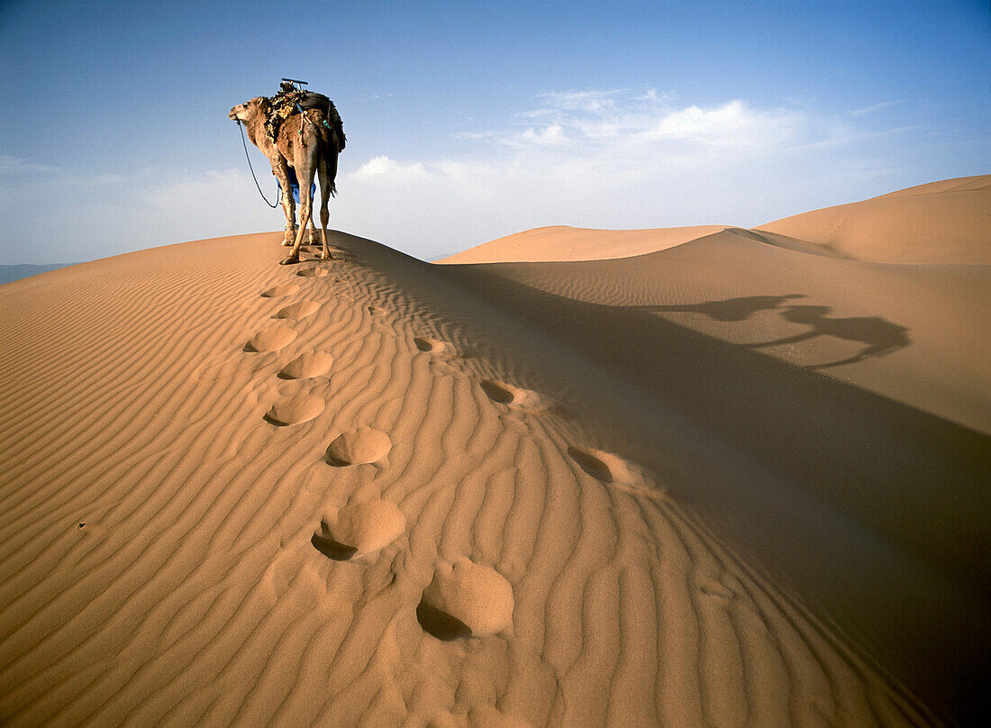 Blaumannstamm der Saharahändler mit Kamel in der Morgendämmerung in den Dünen