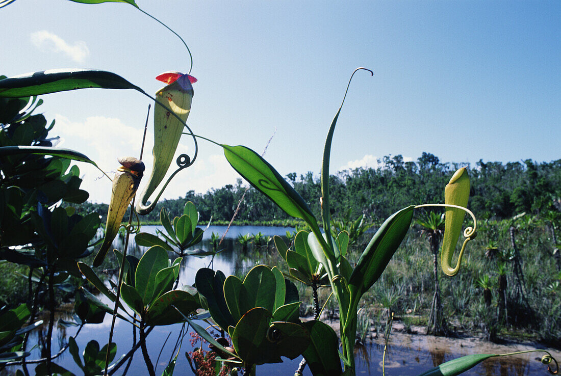 Kannenpflanze, Nepenthes Madagascariensis
