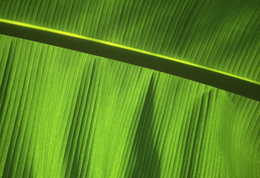 Grünes Blatt, Nahaufnahme