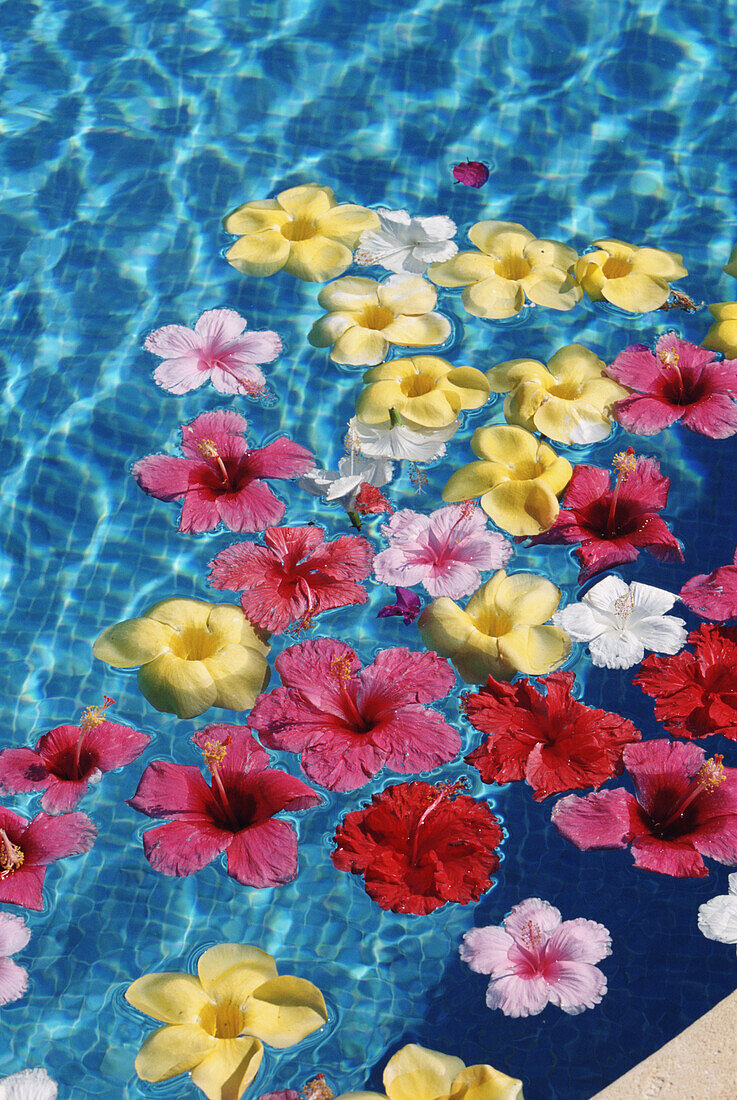 Im Wasser schwimmende Blumen, Nahaufnahme