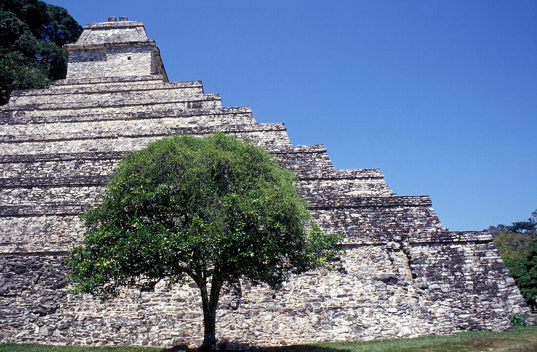 Pyramid At Palenque Ruins And Tree