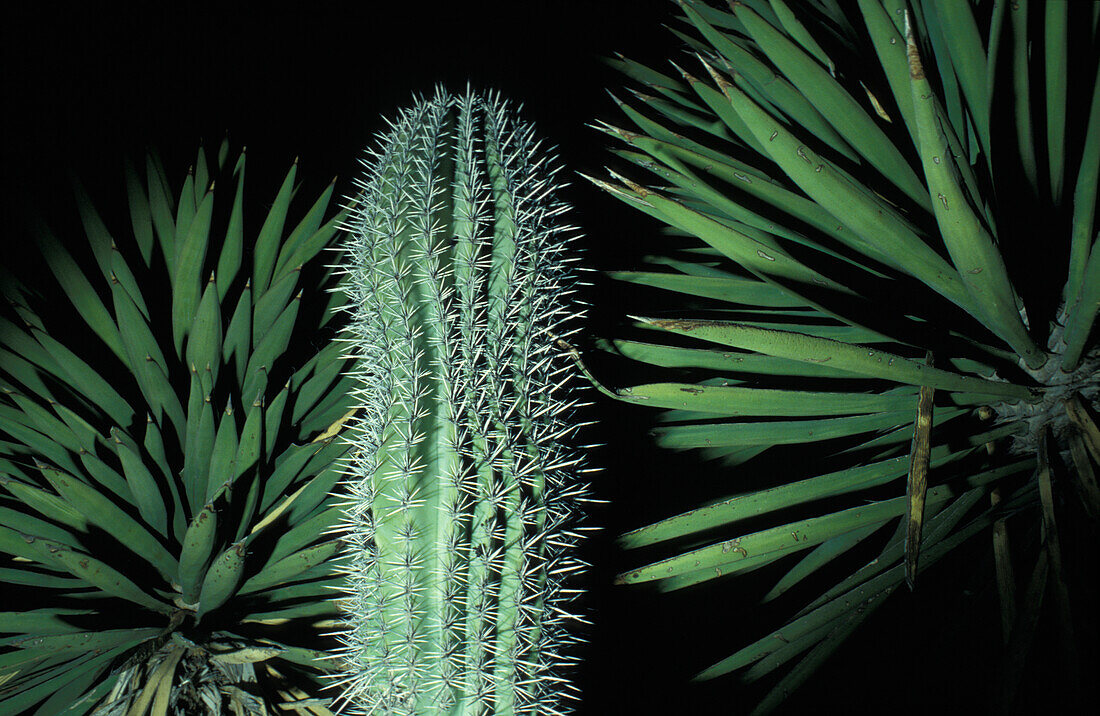 Cacti; Mexico