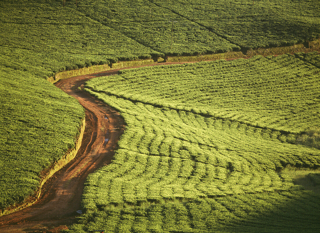 Track Through The Lujeri Tea Estate At Dawn