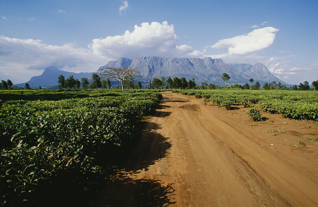 Mount Mulanje And Dirt Track Running Through Tea Plantations