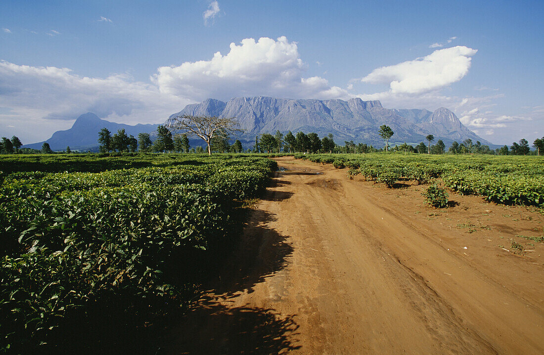 Mount Mulanje und Schotterpiste durch Teeplantagen