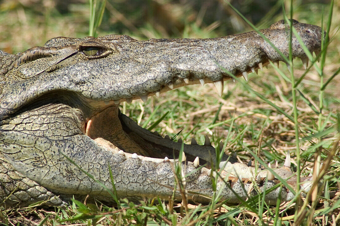 Krokodil im Liwonde National Park, Nahaufnahme