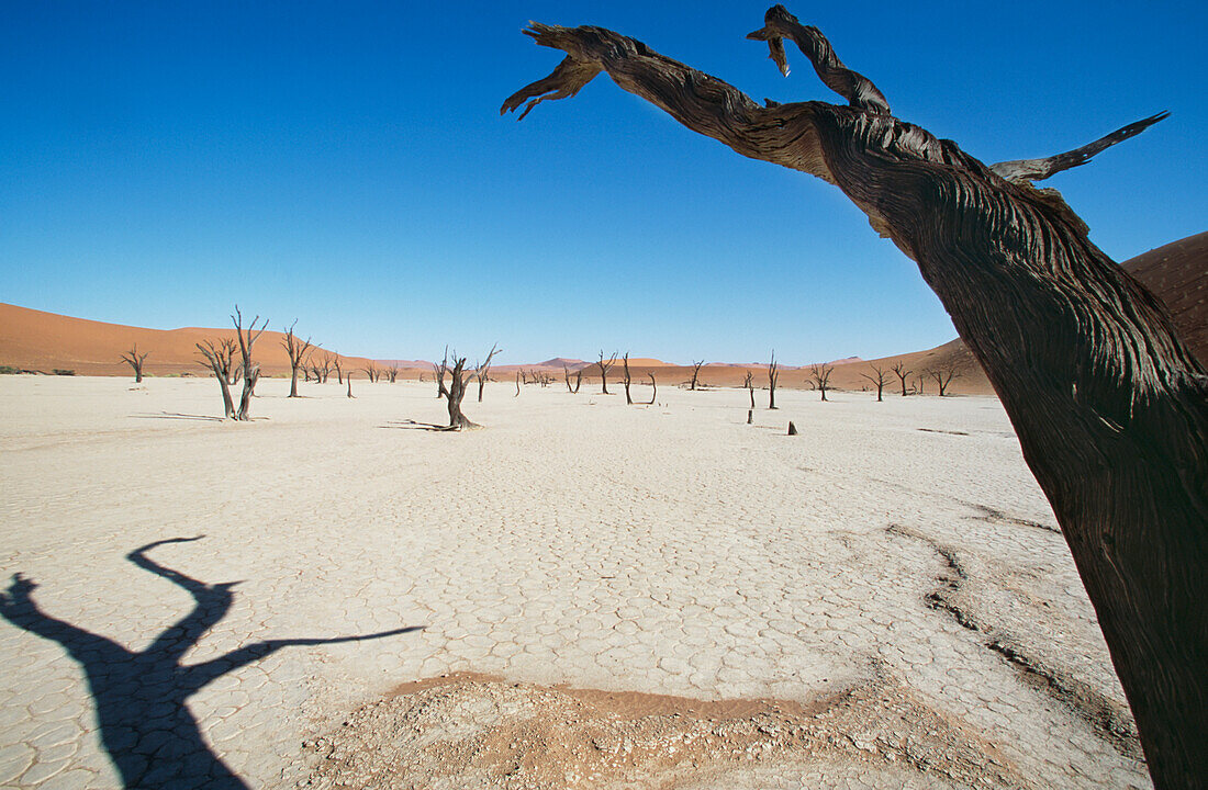 Dead Vlei, Desert