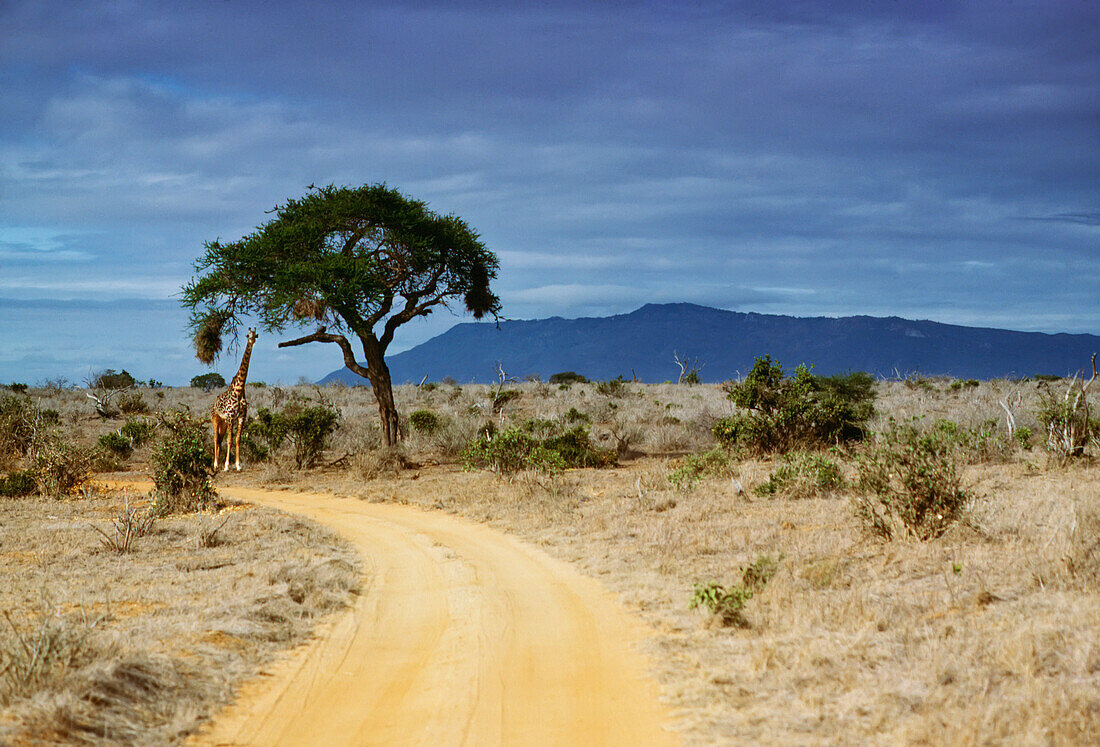Dirt Road, Tree, And Giraffe, Tzavo
