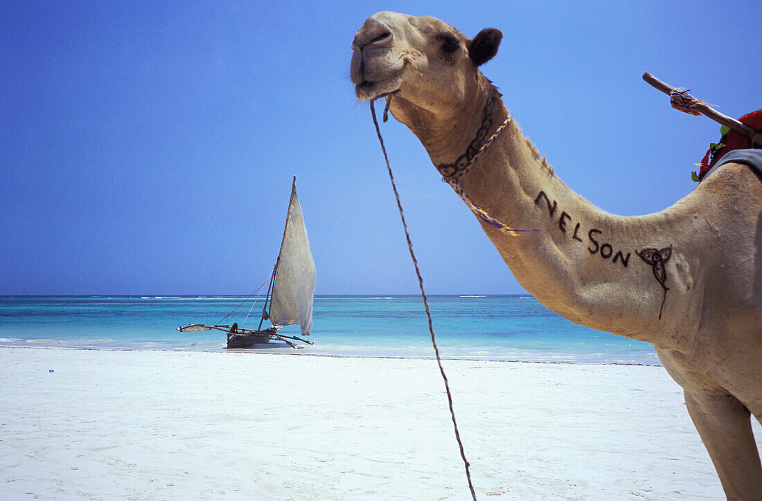 Kamel am Strand mit Dhow im Hintergrund