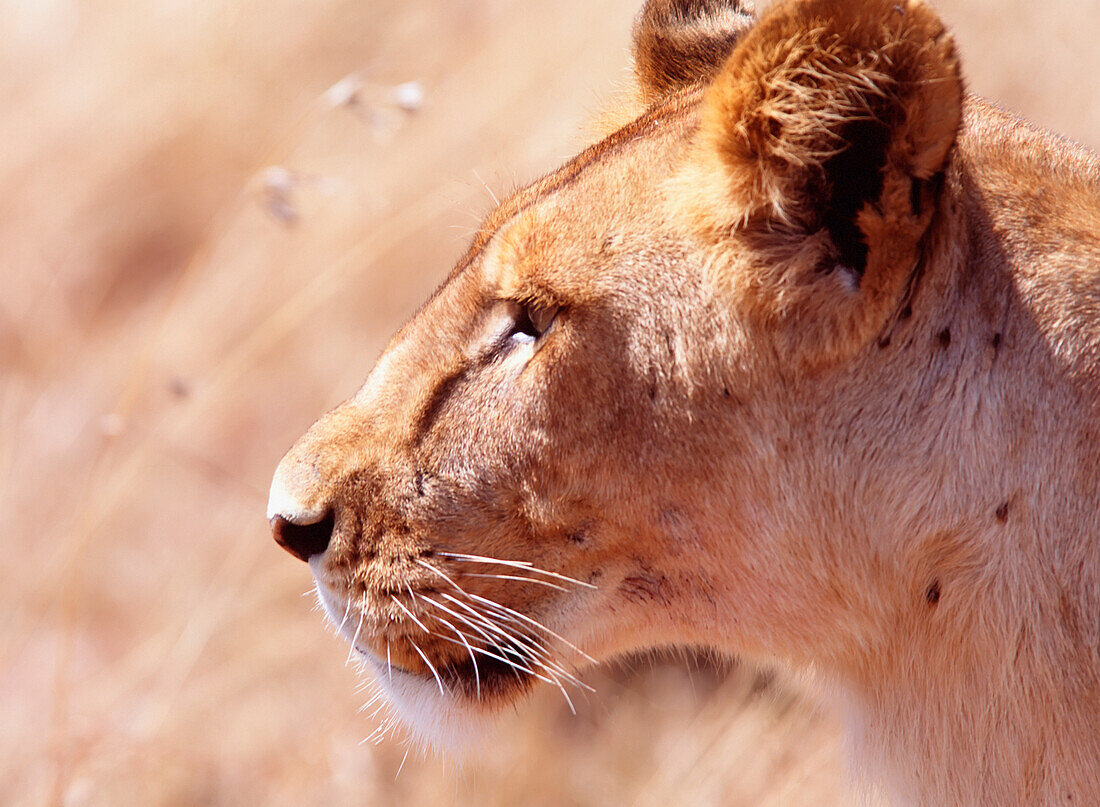 Löwin starrt aufmerksam auf eine vorbeiziehende Gazelle, Nahaufnahme