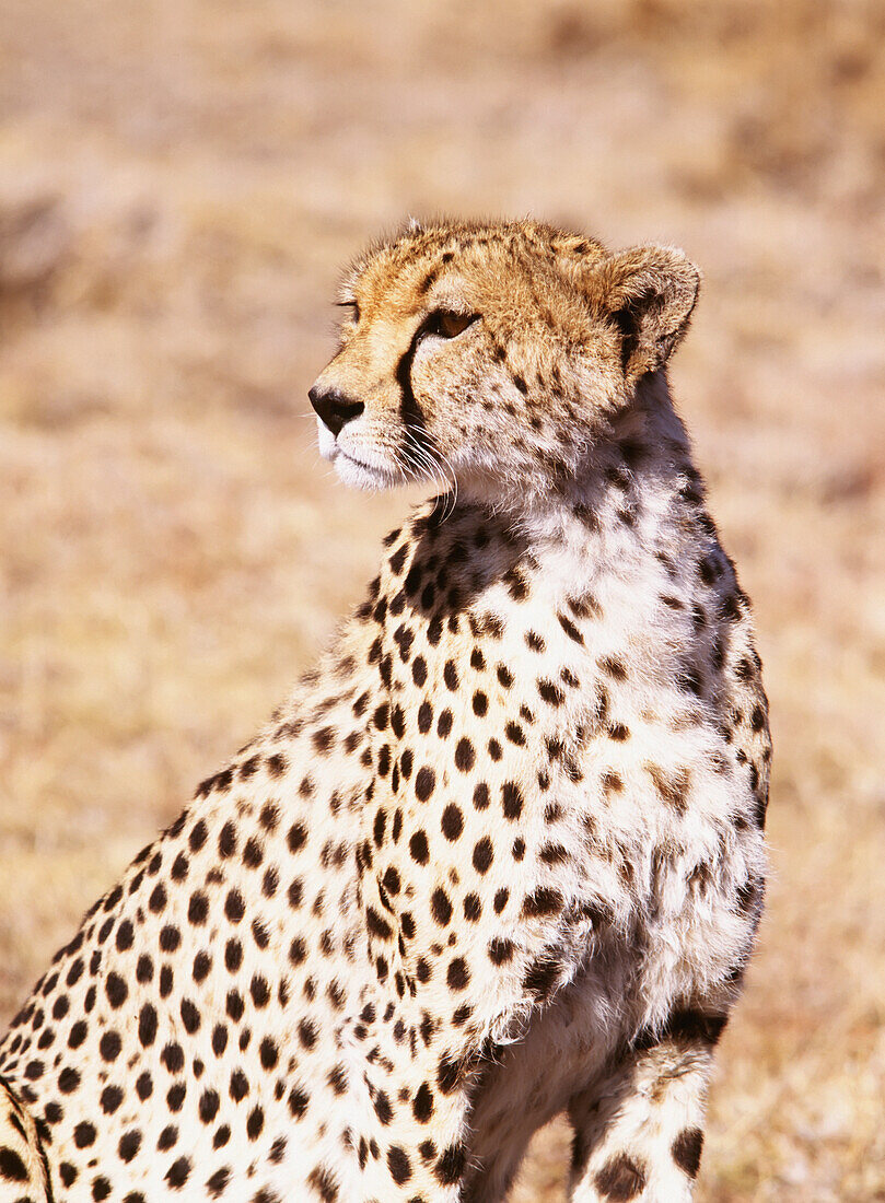 Gepard im Maasai Mara Wildreservat