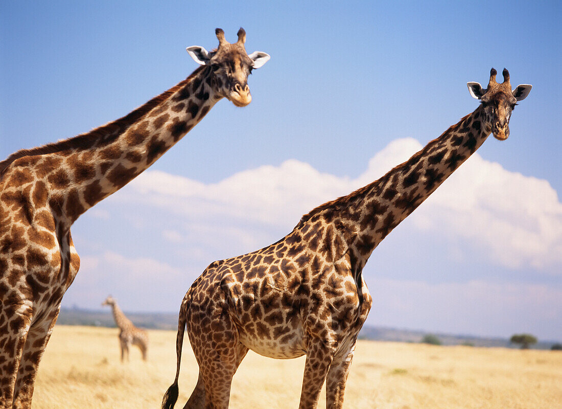 Giraffe Standing In Dry Grass On The Plains Of The Masai (Masai) Mara Game Reserve