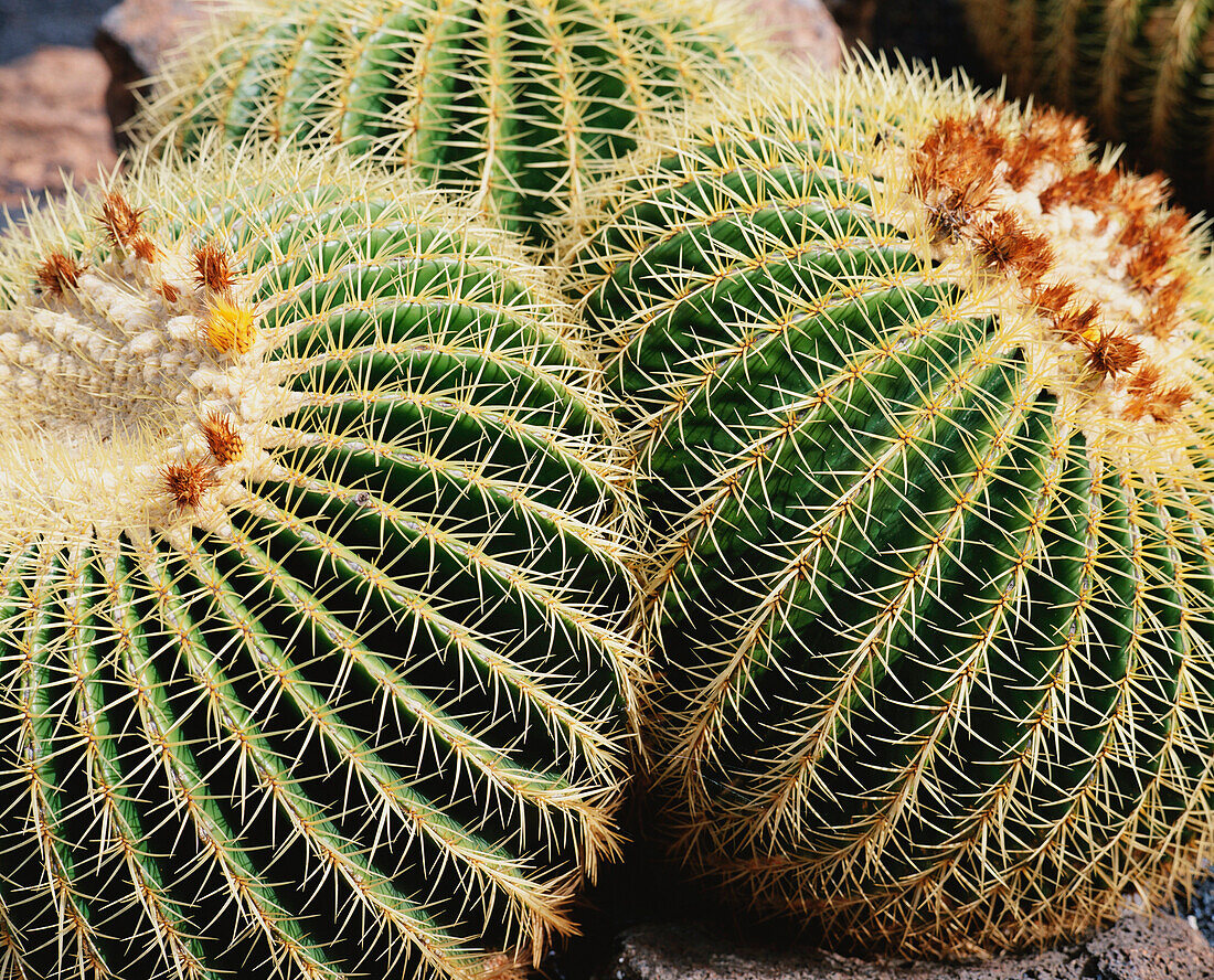Cacti In Jardin De Cactus, Close-Up