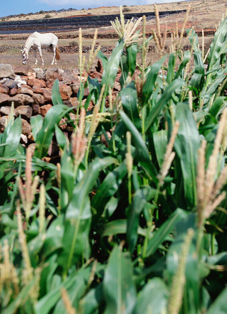 Pferd grasend in Feldern mit Maispflanzen im Vordergrund