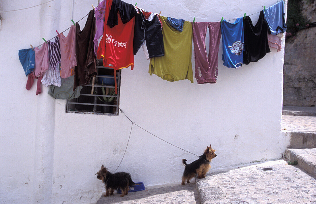 Two Dogs On Cobbled Street Below Clothes Line
