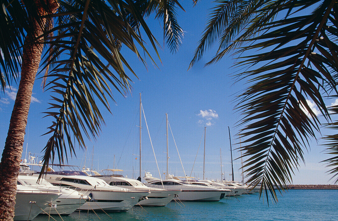 Yachts In Palma Marina