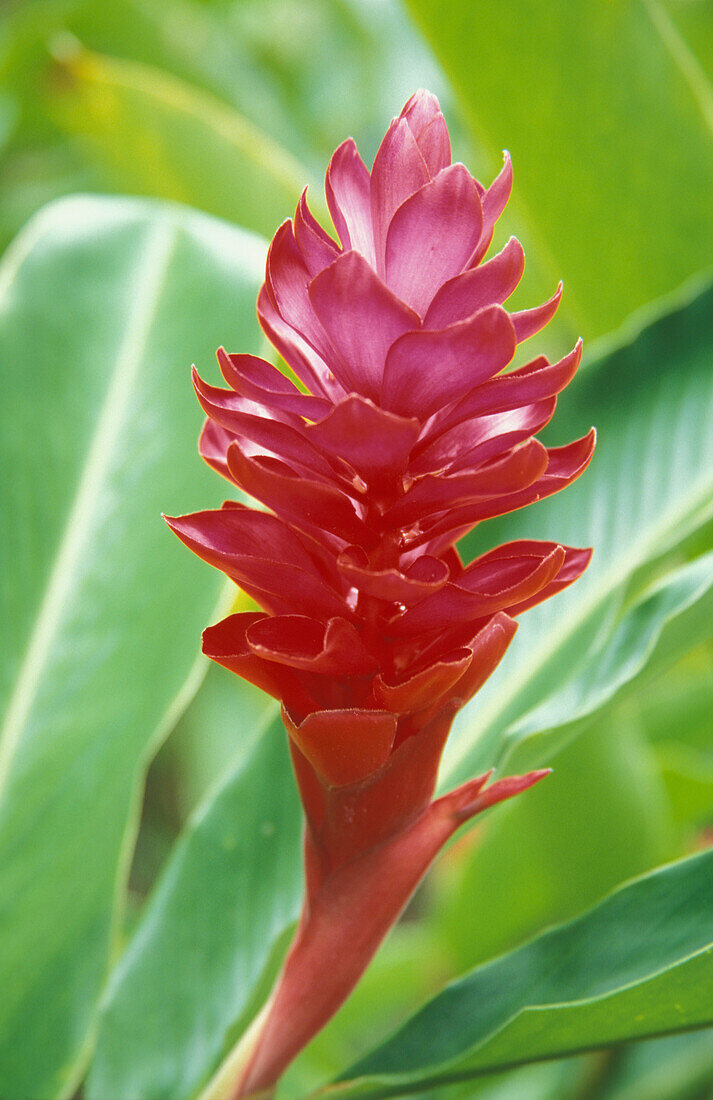 Red Ginger Flower, Close Up