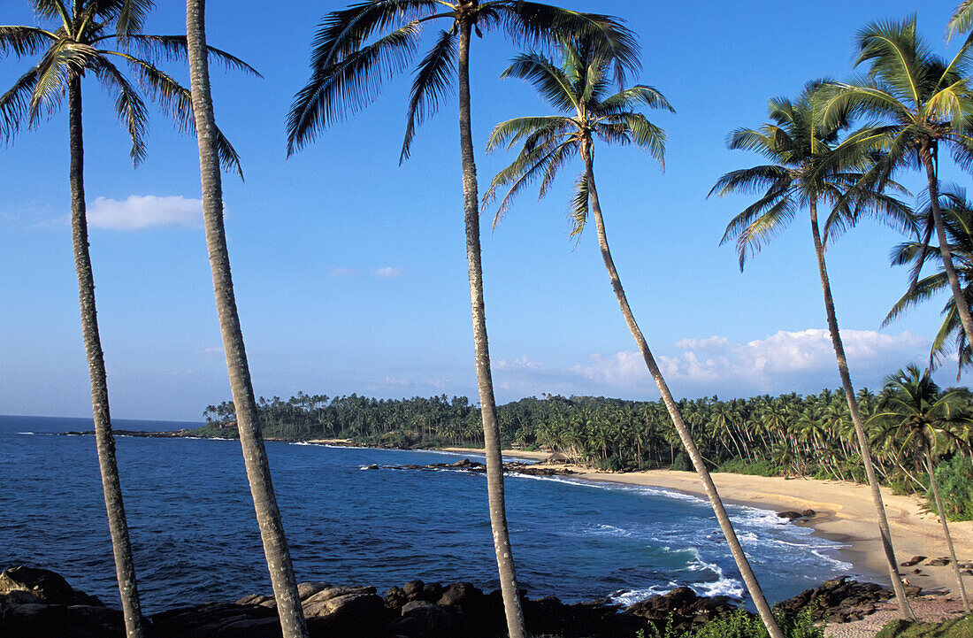 Palmen am Strand von Goyam