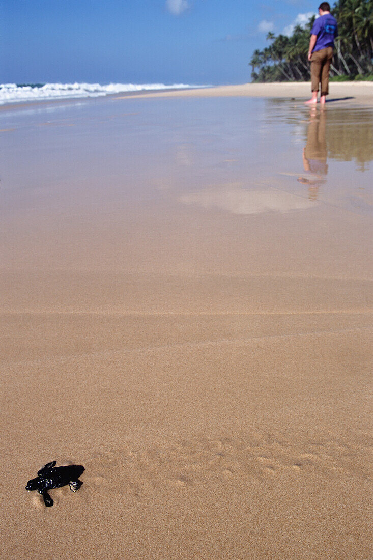 Turtle Sanctuary Strand Freilassung