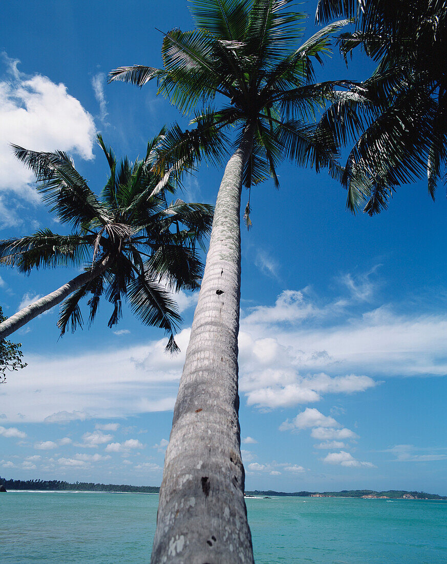 Palm Trees Leaning Over Ocean