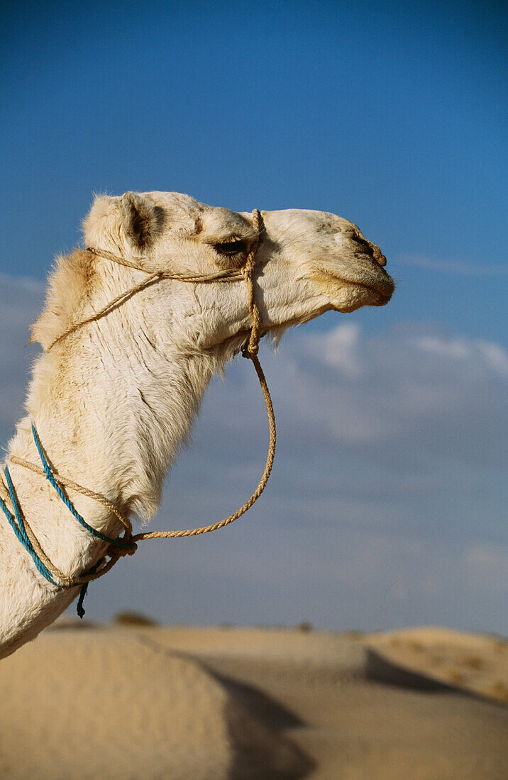 Camel In Sahara Desert On Trekking From Douz, Close Up