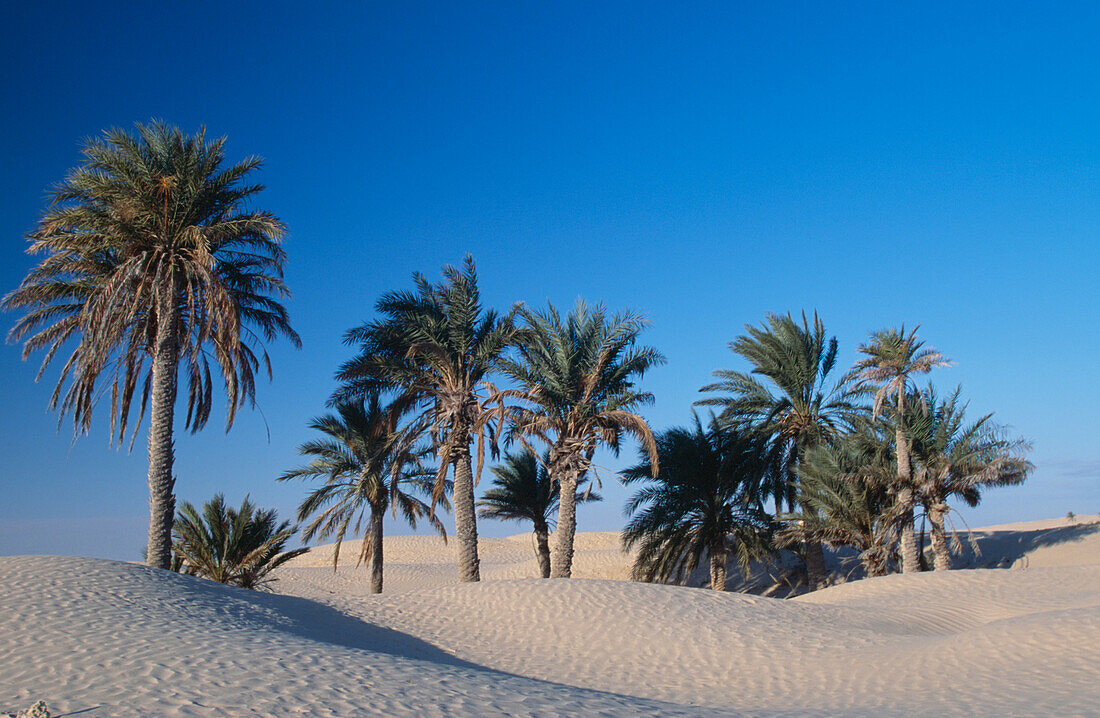Palm Tree Oasis Near Douz