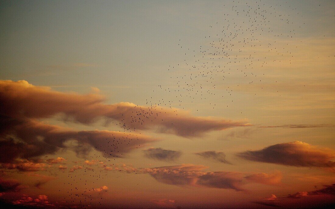 Flock Of Birds Flying Past Clouds