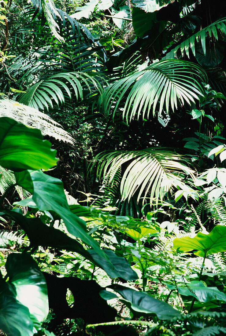 Vegetation In Rainforest