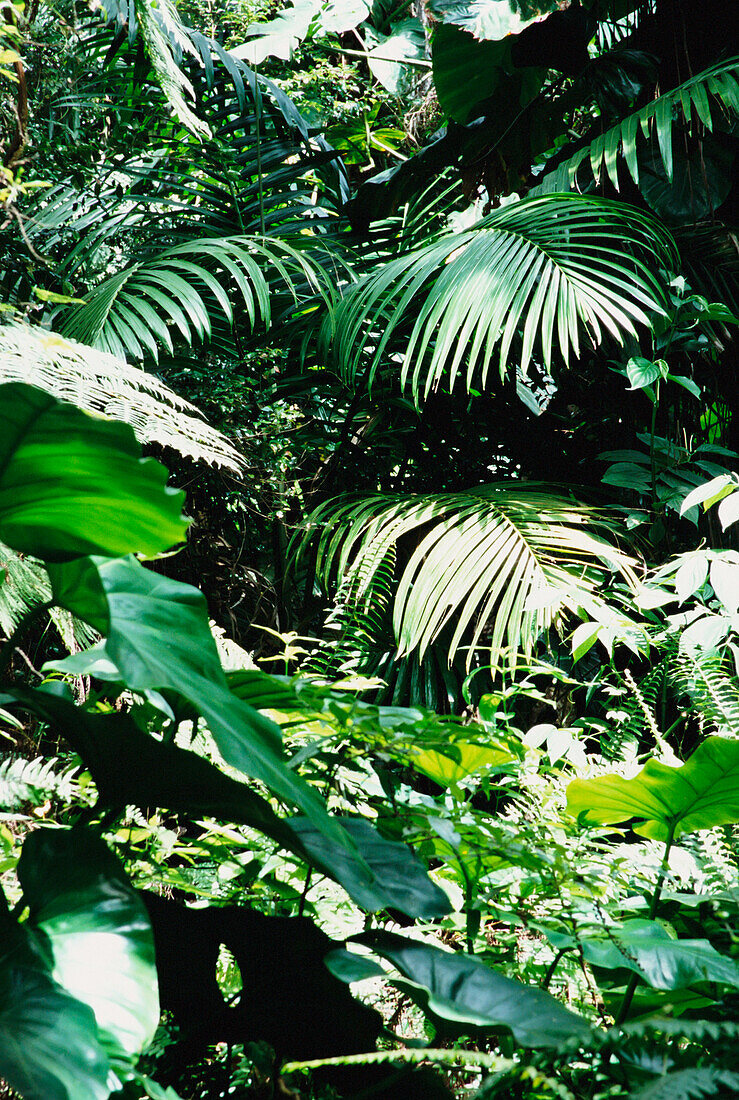 Vegetation im Regenwald