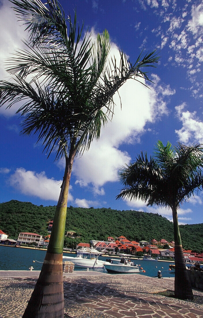 Palm Trees And Boats In Gustavia Harbor