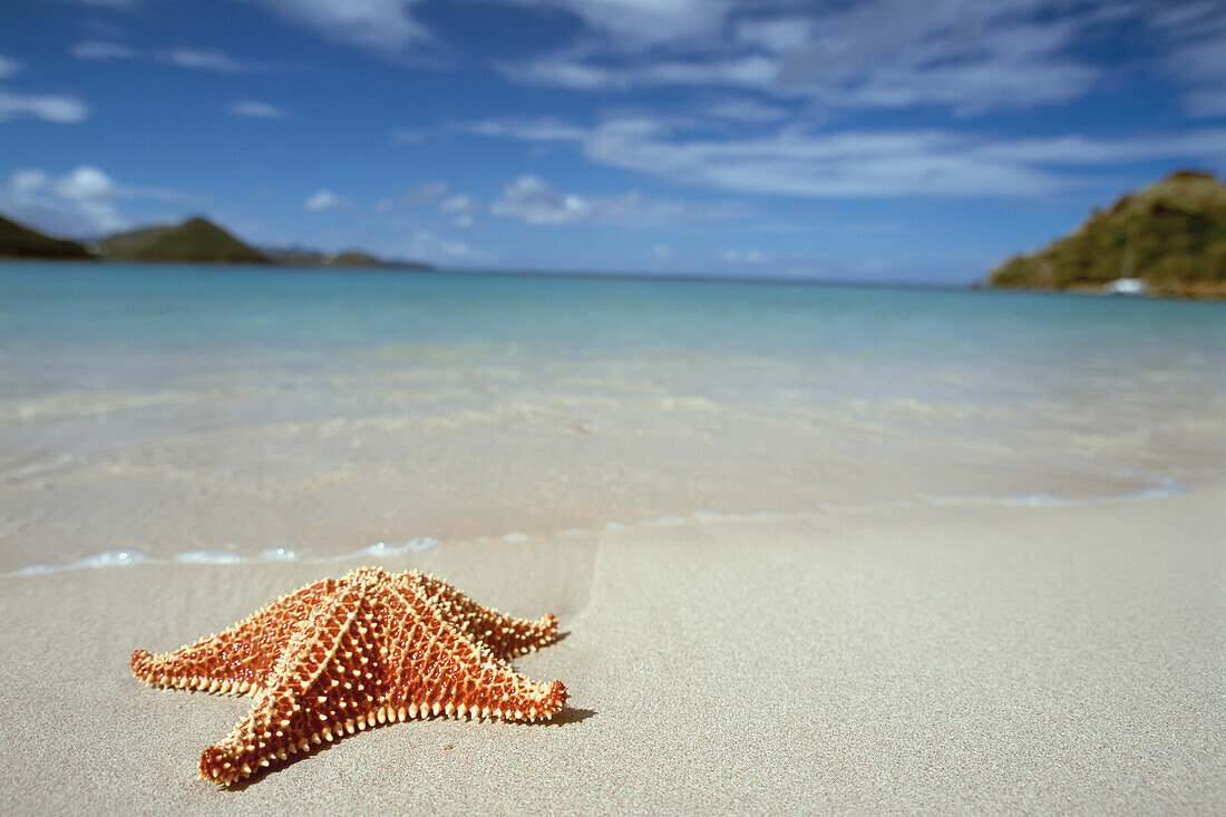 Starfish On White Sand Beach Beside Ocean