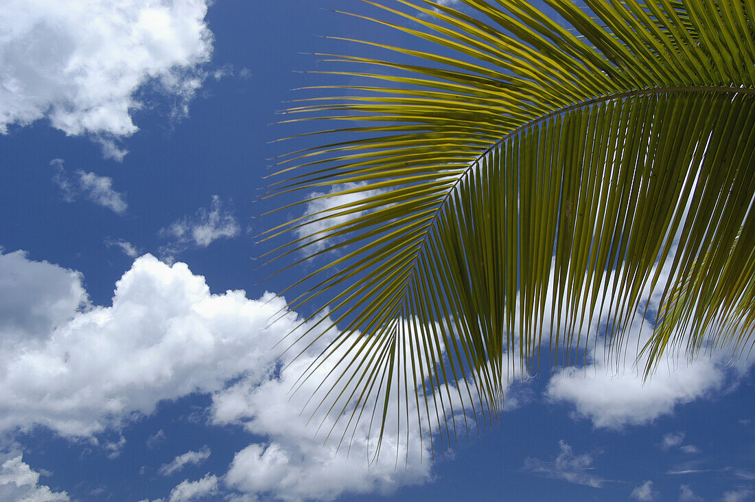 Detail Of Palm Frond Against Blue Sky And Clouds