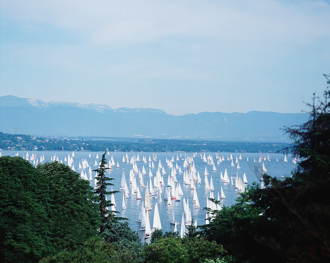 Bol D'or Segelregatta auf dem Genfer See