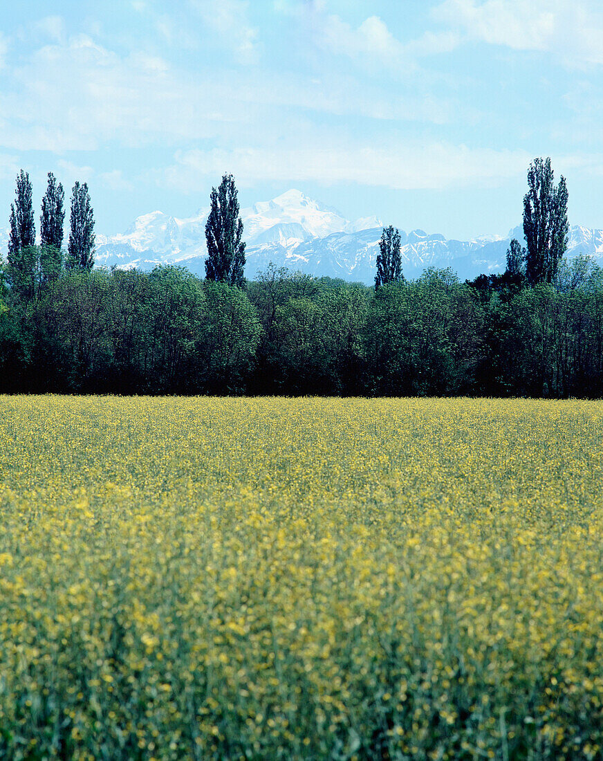 Mont Blanc und Felder im Vordergrund