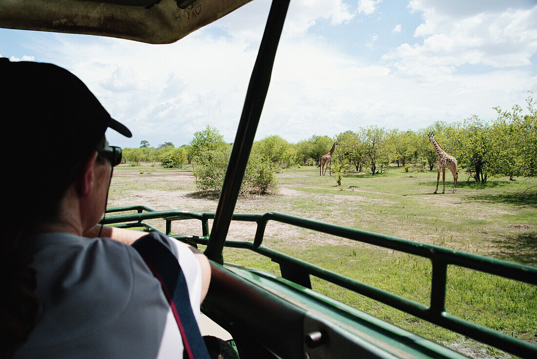 Giraffe vom Safari-Fahrzeug aus gesehen, Ruaha National Park