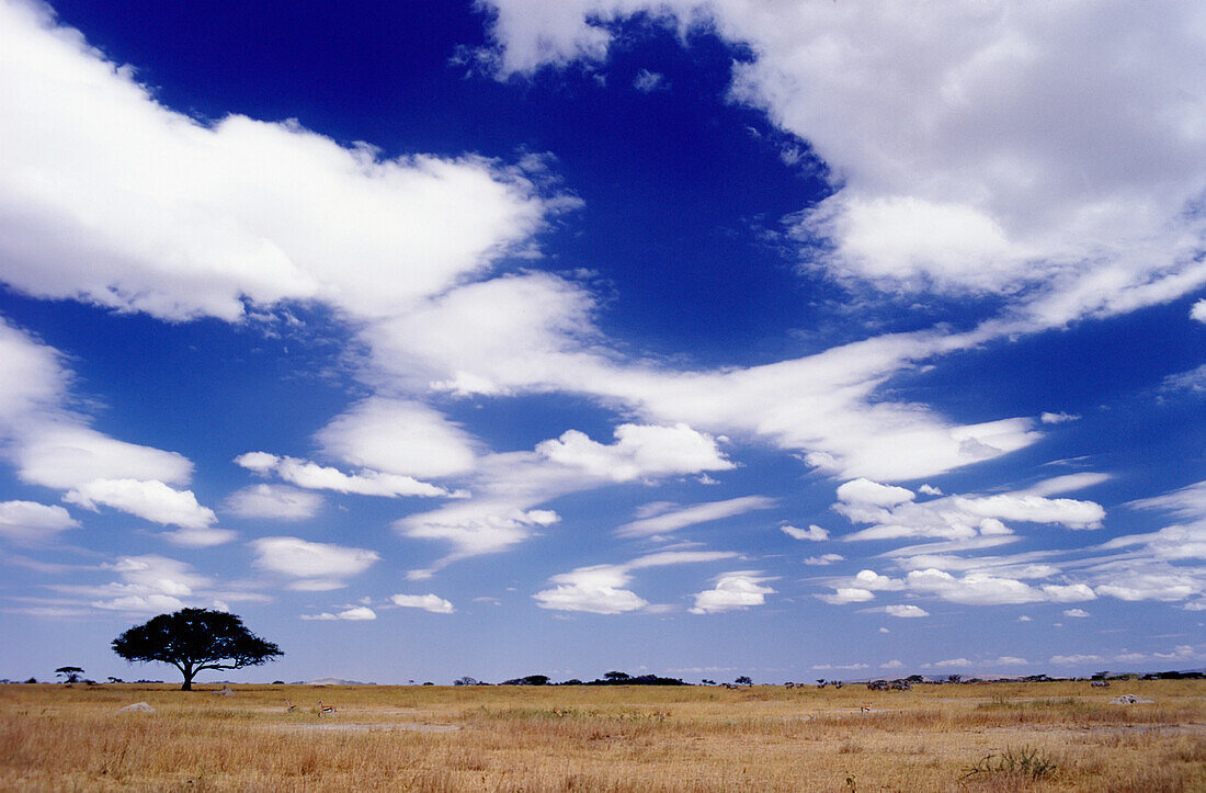Single Tree On Serengeti Plains
