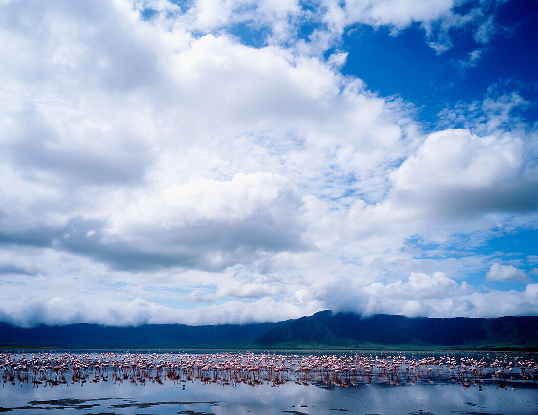 Rosa Flamingos im Ngorongoro-Seekrater