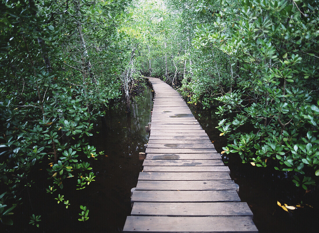 Walkway Through Mangrove Swamp Near The Jozani Forest