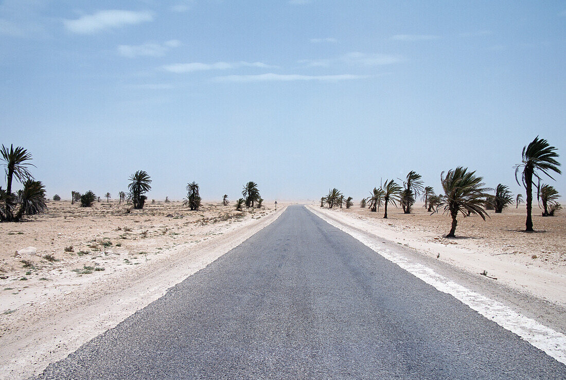 Empty Road With Palm Trees In Desert Landscape